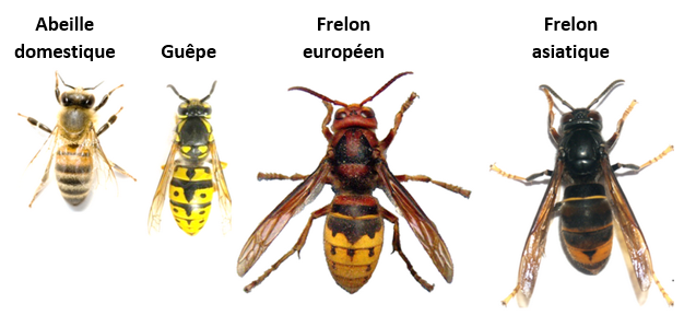 FRelons-abeille-guêpe-légende