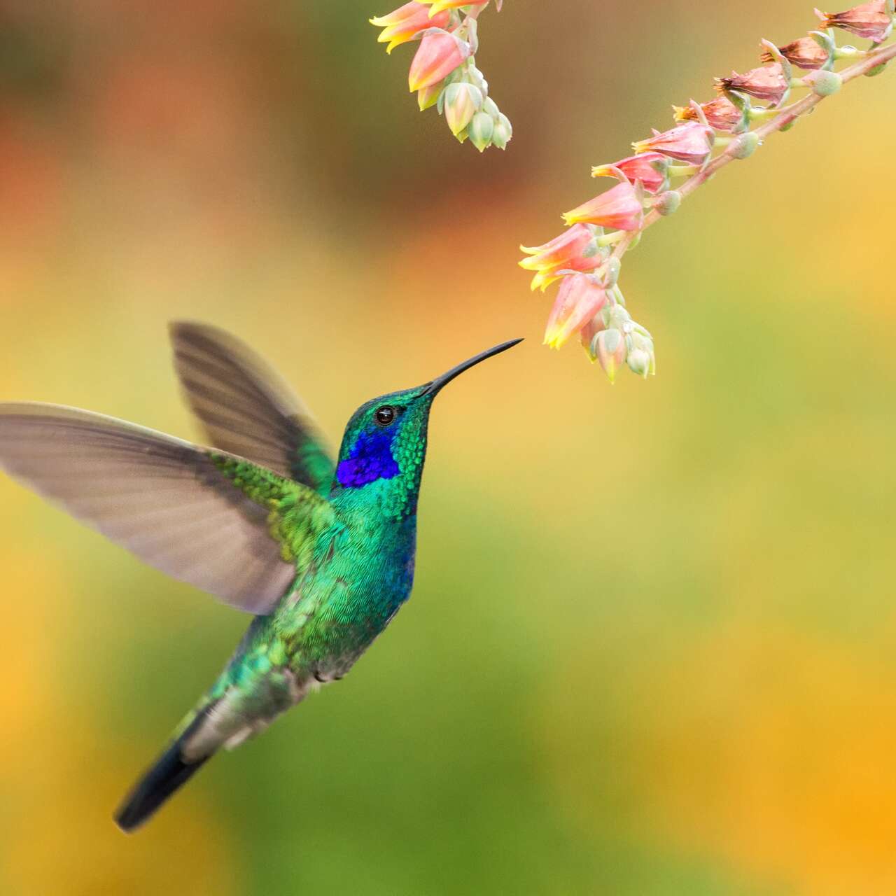 6ecf92f882_50199384_2-colibri